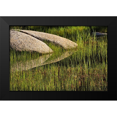 Rocks and grass at first light-Tuolumne Meadows-Yosemite National Park-California Black Modern Wood Framed Art Print by Jones, Adam
