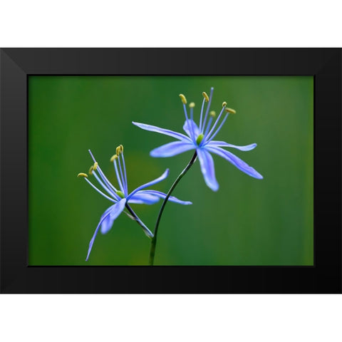 Indian Camas-Tuolumne Meadows-Yosemite National Park-California Black Modern Wood Framed Art Print by Jones, Adam