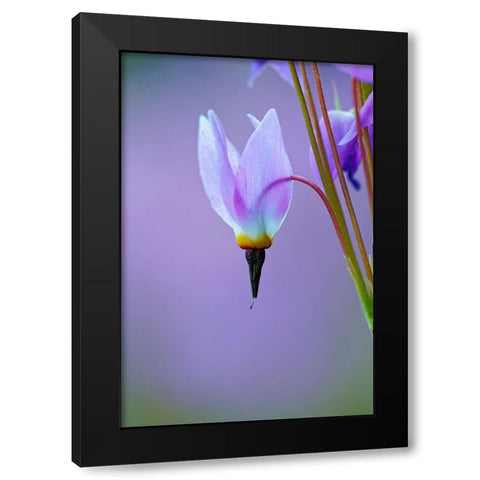Meadow of Jeffreys Shooting star flowers-Tuolumne Meadows-Yosemite National Park-California Black Modern Wood Framed Art Print with Double Matting by Jones, Adam