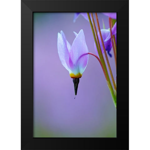 Meadow of Jeffreys Shooting star flowers-Tuolumne Meadows-Yosemite National Park-California Black Modern Wood Framed Art Print by Jones, Adam