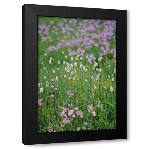 Bistort flowers Tuolumne Meadows-Yosemite National Park-California Black Modern Wood Framed Art Print by Jones, Adam