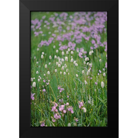 Bistort flowers Tuolumne Meadows-Yosemite National Park-California Black Modern Wood Framed Art Print by Jones, Adam