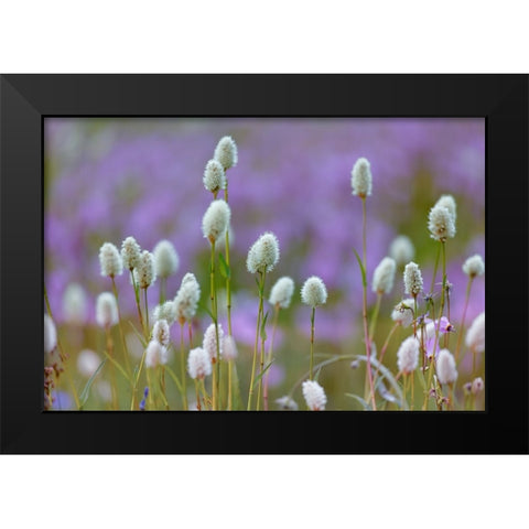 Bistort flowers Tuolumne Meadows-Yosemite National Park-California Black Modern Wood Framed Art Print by Jones, Adam