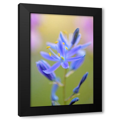 Indian Camas-Tuolumne Meadows-Yosemite National Park-California Black Modern Wood Framed Art Print by Jones, Adam
