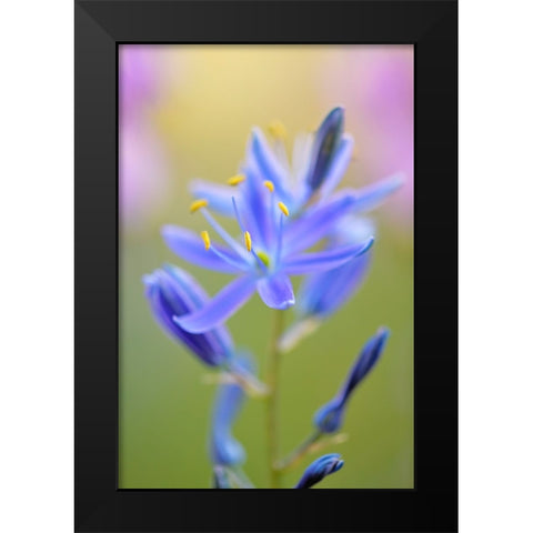 Indian Camas-Tuolumne Meadows-Yosemite National Park-California Black Modern Wood Framed Art Print by Jones, Adam
