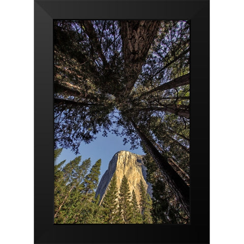 El Capitan through pine trees-Yosemite National Park-California Black Modern Wood Framed Art Print by Jones, Adam