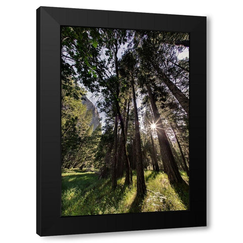 Sunlight through pine trees-Yosemite Valley-Yosemite National Park-California Black Modern Wood Framed Art Print with Double Matting by Jones, Adam