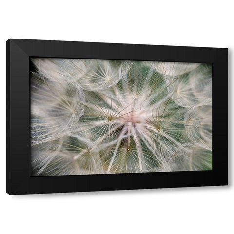 Purple Salsify seed head-Yosemite National Park-California Black Modern Wood Framed Art Print with Double Matting by Jones, Adam
