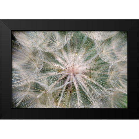 Purple Salsify seed head-Yosemite National Park-California Black Modern Wood Framed Art Print by Jones, Adam