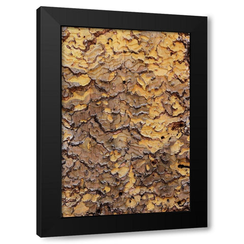 Pine bark pattern Yosemite National Park-California Black Modern Wood Framed Art Print by Jones, Adam
