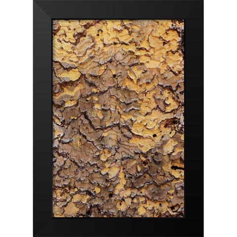Pine bark pattern Yosemite National Park-California Black Modern Wood Framed Art Print by Jones, Adam