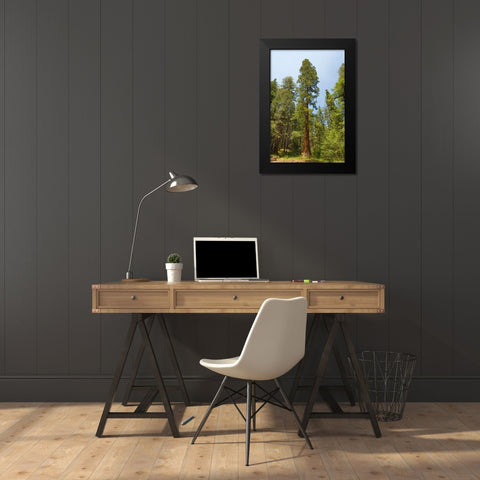 Giant sequoia tree-Yosemite National Park-California Black Modern Wood Framed Art Print by Jones, Adam