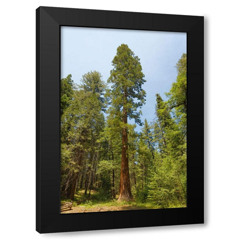Giant sequoia tree-Yosemite National Park-California Black Modern Wood Framed Art Print by Jones, Adam