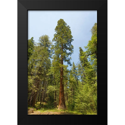Giant sequoia tree-Yosemite National Park-California Black Modern Wood Framed Art Print by Jones, Adam