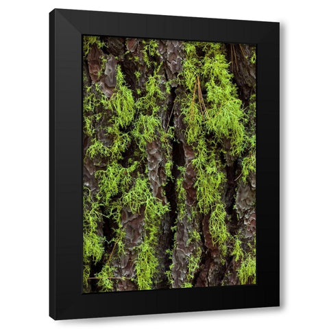 Green lichen growing on ancient giant sequoias-Yosemite National Park-California Black Modern Wood Framed Art Print by Jones, Adam