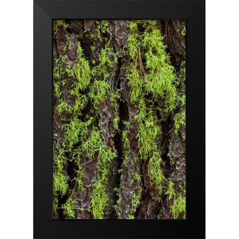 Green lichen growing on ancient giant sequoias-Yosemite National Park-California Black Modern Wood Framed Art Print by Jones, Adam