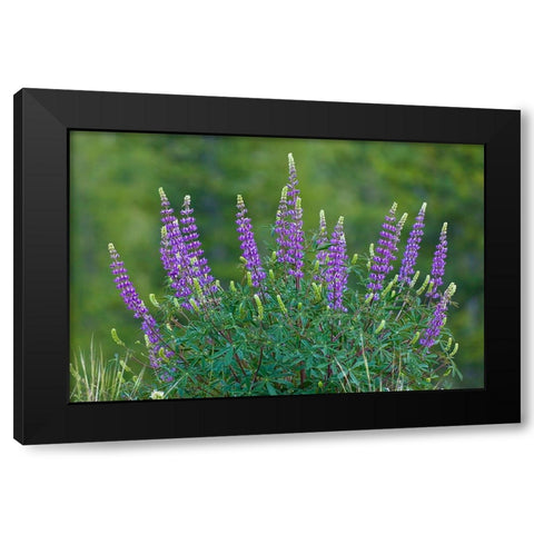 Sierra lupine-Tuolumne Meadows-Yosemite National Park-California Black Modern Wood Framed Art Print with Double Matting by Jones, Adam