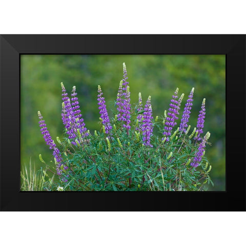 Sierra lupine-Tuolumne Meadows-Yosemite National Park-California Black Modern Wood Framed Art Print by Jones, Adam