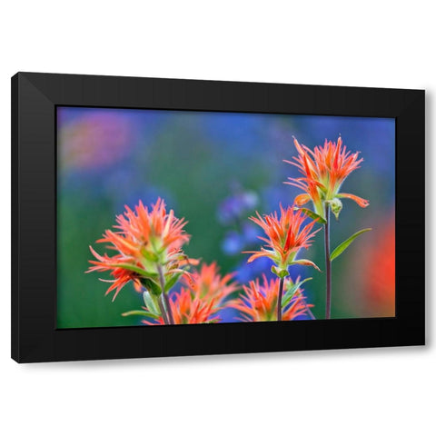 Red paintbrush-Yosemite National Park-California Black Modern Wood Framed Art Print by Jones, Adam