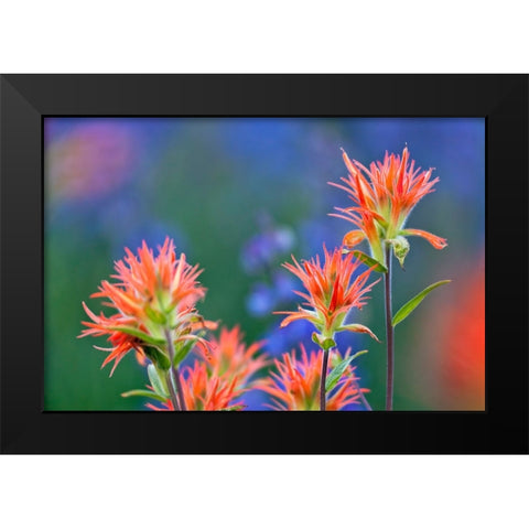 Red paintbrush-Yosemite National Park-California Black Modern Wood Framed Art Print by Jones, Adam