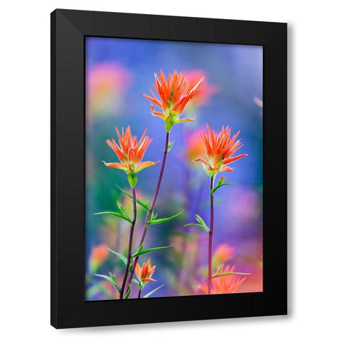 Red paintbrush-Yosemite National Park-California Black Modern Wood Framed Art Print with Double Matting by Jones, Adam