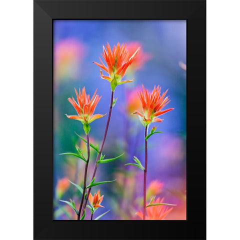 Red paintbrush-Yosemite National Park-California Black Modern Wood Framed Art Print by Jones, Adam
