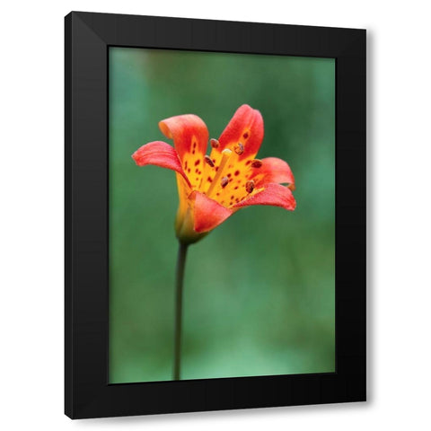 Alpine lily-Yosemite National Park-California Black Modern Wood Framed Art Print with Double Matting by Jones, Adam