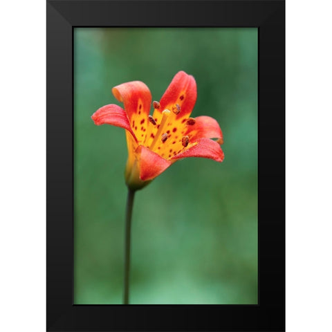 Alpine lily-Yosemite National Park-California Black Modern Wood Framed Art Print by Jones, Adam