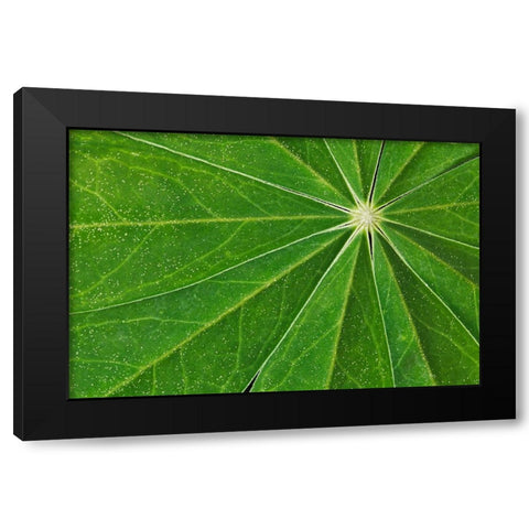 Pattern in lupine leaves-Yosemite National Park-California Black Modern Wood Framed Art Print with Double Matting by Jones, Adam