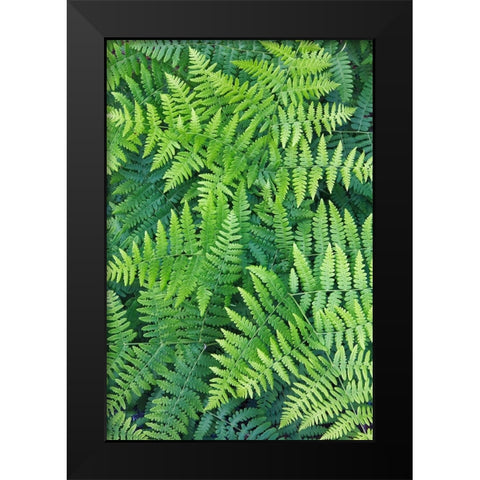 Fern pattern in forest-Yosemite National Park-California Black Modern Wood Framed Art Print by Jones, Adam