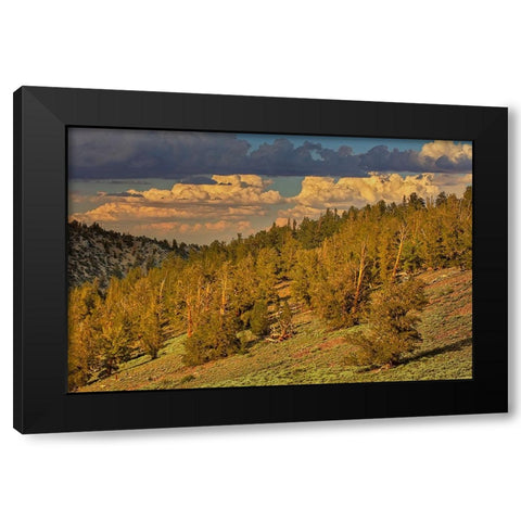 Bristlecone pine forest at sunset-White Mountains-Inyo National Forest-California Black Modern Wood Framed Art Print by Jones, Adam