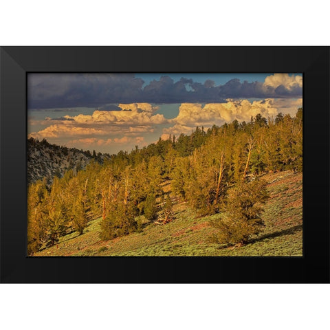 Bristlecone pine forest at sunset-White Mountains-Inyo National Forest-California Black Modern Wood Framed Art Print by Jones, Adam