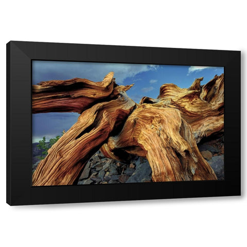 Bristlecone pine roots-White Mountains-Inyo National Forest-California Black Modern Wood Framed Art Print with Double Matting by Jones, Adam