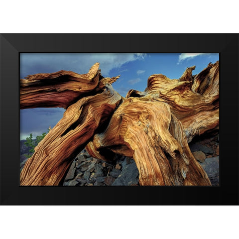 Bristlecone pine roots-White Mountains-Inyo National Forest-California Black Modern Wood Framed Art Print by Jones, Adam