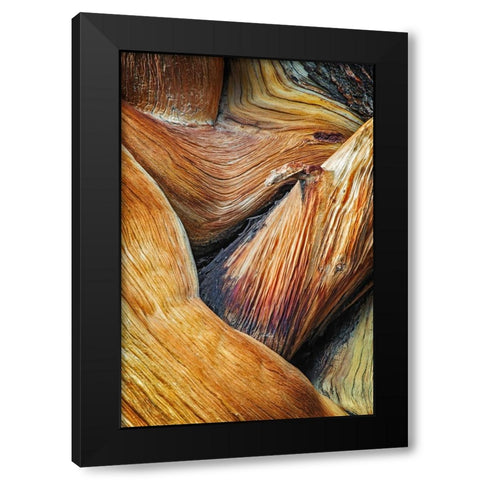 Bristlecone pine roots-White Mountains-Inyo National Forest-California Black Modern Wood Framed Art Print with Double Matting by Jones, Adam