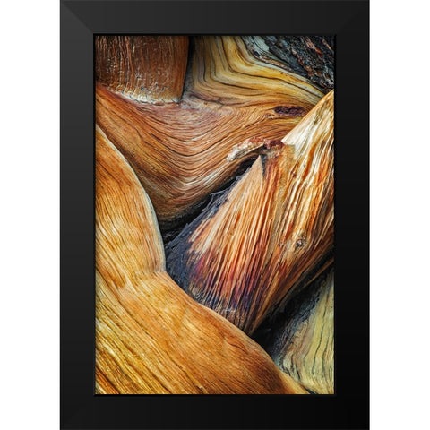 Bristlecone pine roots-White Mountains-Inyo National Forest-California Black Modern Wood Framed Art Print by Jones, Adam