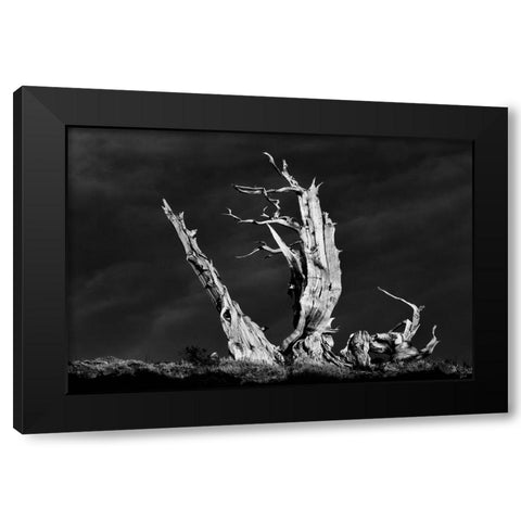 Bristlecone pine at sunset-White Mountains-Inyo National Forest-California Black Modern Wood Framed Art Print by Jones, Adam