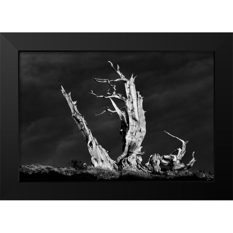 Bristlecone pine at sunset-White Mountains-Inyo National Forest-California Black Modern Wood Framed Art Print by Jones, Adam