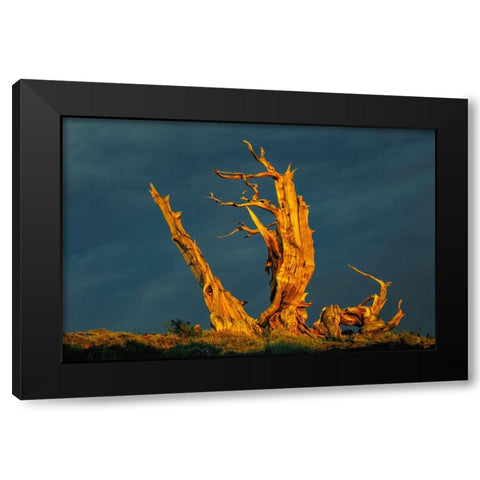 Bristlecone pine at sunset-White Mountains-Inyo National Forest-California Black Modern Wood Framed Art Print with Double Matting by Jones, Adam