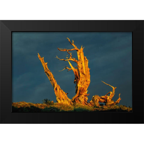 Bristlecone pine at sunset-White Mountains-Inyo National Forest-California Black Modern Wood Framed Art Print by Jones, Adam
