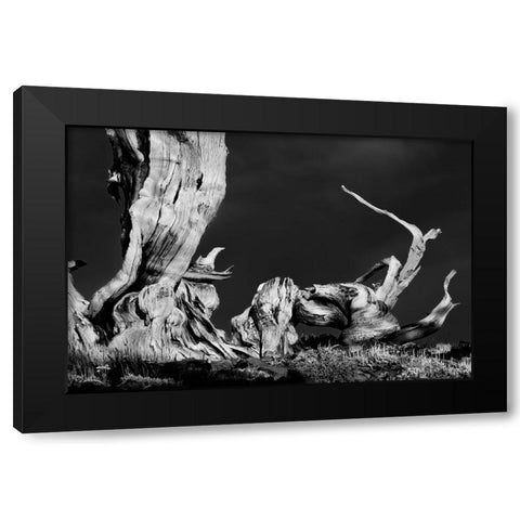 Bristlecone pine at sunset-White Mountains-Inyo National Forest-California Black Modern Wood Framed Art Print by Jones, Adam