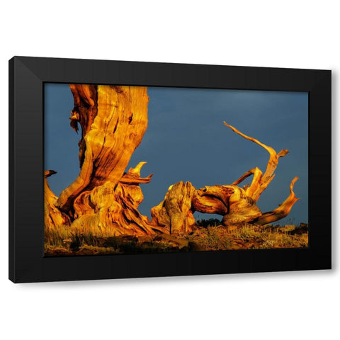 Bristlecone pine at sunset-White Mountains-Inyo National Forest-California Black Modern Wood Framed Art Print by Jones, Adam
