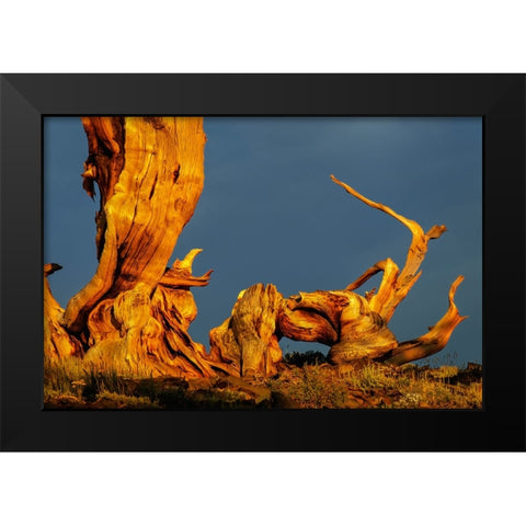 Bristlecone pine at sunset-White Mountains-Inyo National Forest-California Black Modern Wood Framed Art Print by Jones, Adam