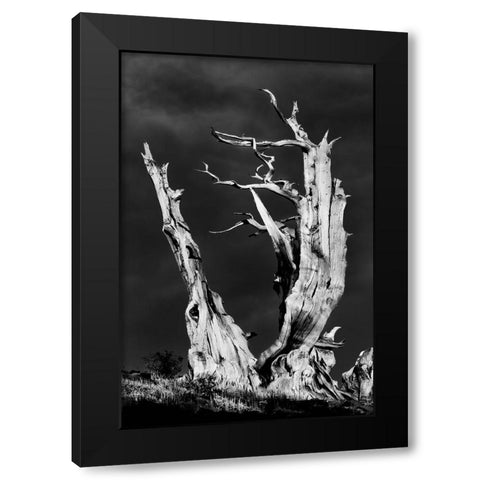 Bristlecone pine at sunset-White Mountains-Inyo National Forest-California Black Modern Wood Framed Art Print with Double Matting by Jones, Adam
