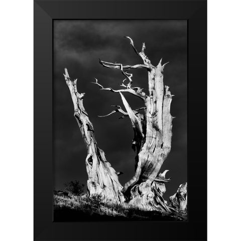 Bristlecone pine at sunset-White Mountains-Inyo National Forest-California Black Modern Wood Framed Art Print by Jones, Adam