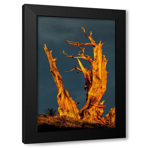 Bristlecone pine at sunset-White Mountains-Inyo National Forest-California Black Modern Wood Framed Art Print with Double Matting by Jones, Adam