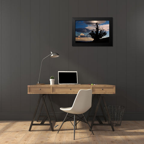 Bristlecone pine silhouetted at sunset-White Mountains-Inyo National Forest-California Black Modern Wood Framed Art Print by Jones, Adam