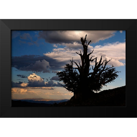 Bristlecone pine silhouetted at sunset-White Mountains-Inyo National Forest-California Black Modern Wood Framed Art Print by Jones, Adam