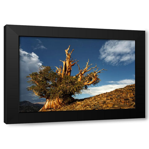 Bristlecone pine at sunset-White Mountains-Inyo National Forest-California Black Modern Wood Framed Art Print with Double Matting by Jones, Adam