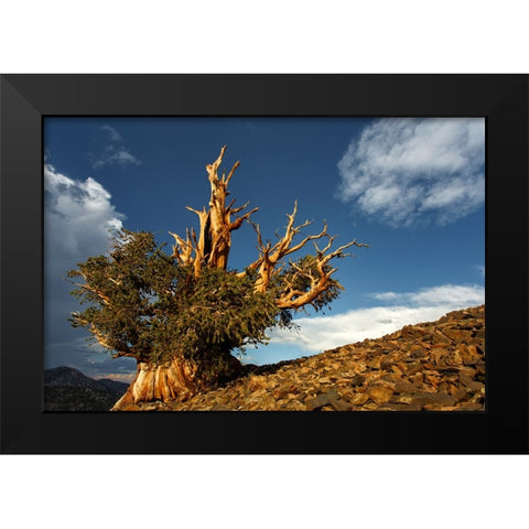 Bristlecone pine at sunset-White Mountains-Inyo National Forest-California Black Modern Wood Framed Art Print by Jones, Adam